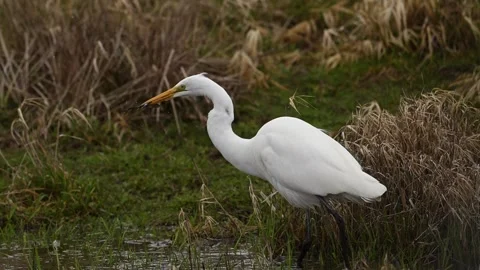 Great egret with frog in slow motion Stock Footage 267478371