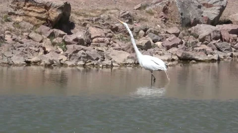 A Great Egret grabs a quick bite to eat at the lake. Stock Footage 154876857