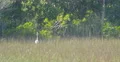 Great egret in the grass at Everglades Park, Florida 4k or 4k+ Resolution