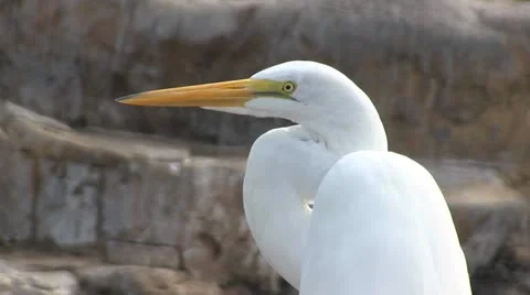Great Egret Head Stock Footage 16174843