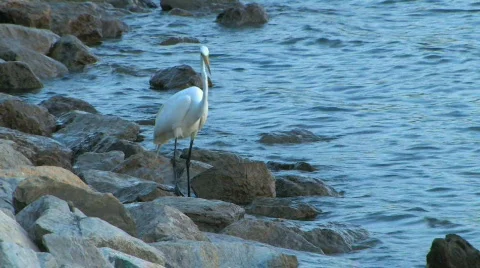 Great Egret Heron Fishing Stock Footage