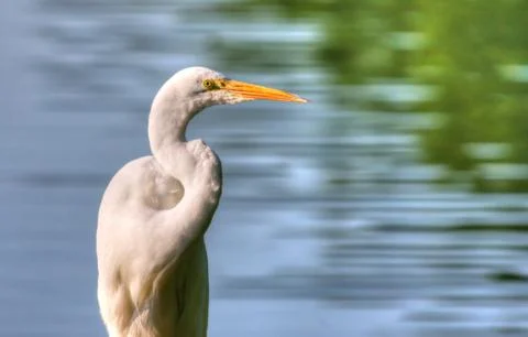 Great egret in high dynamic range Stock Photos