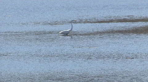 Great Egret Hovering over water and trying to catch Fish Stock Footage 49621684
