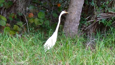 Great Egret on the hunt Stock Footage 92473489