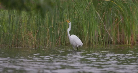 Great egret hunting Stock Footage 216248144