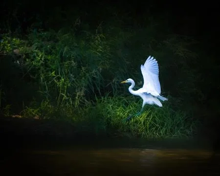Great Egret illuminated by dramatic light as it lands near a marshy shoreline Stock Photos