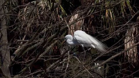 Great egret jump to another tree branch Stock-Footage 331202787
