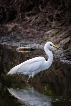 Great egret, A large wading bird with all-white feathers, long dark or yell.. Stock Photos