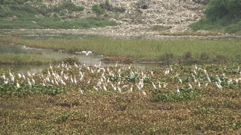 Great Egret locally called Boro Bok Stock Footage 106930697