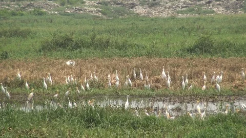 Great Egret locally called Boro Bok Stock Footage 106933702