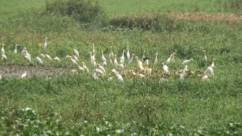 Great Egret locally called Boro Bok Stock Footage 106934294