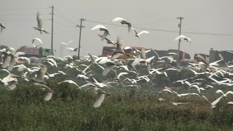 Great Egret locally called Boro Bok Stock Footage 106935019