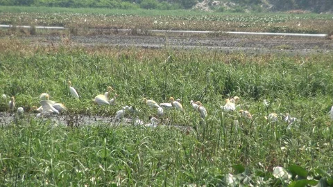 Great Egret locally called Boro Bok Stock Footage 106984679