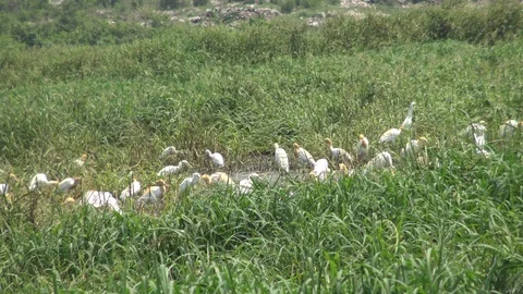 Great Egret locally called Boro Bok Stock Footage 106985397