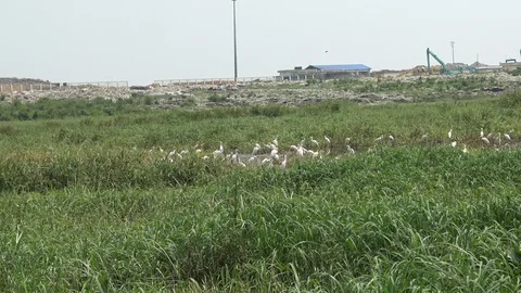 Great Egret locally called Boro Bok Stock Footage 106989083