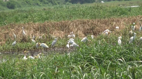 Great Egret locally called Boro Bok Stock Footage 106989113