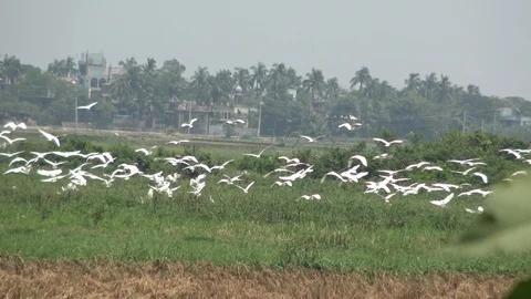 Great Egret locally called Boro Bok Stock Footage 106989296