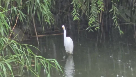 Great Egret Looking Around Before Flying Through the Rain Stock Footage 340757836