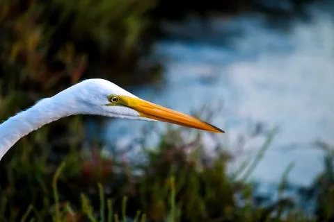 The Great Egret Looking for Fish under the Sun Set Stock Photos
