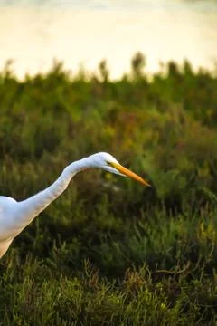 The Great Egret Looking for Fish under the Sun Set Stock Photos