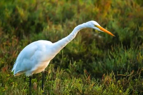 The Great Egret Looking for Fish under the Sun Set Foto stock