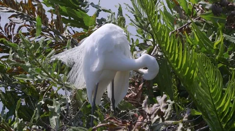 Great Egret in Nest Video stock 48914205
