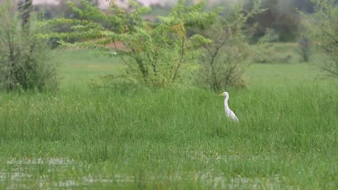 Great egret or ardea alba in monsoon green at keoladeo national park Video stock 143981532