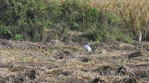 Great egret or Ardea alba in the rice field. 库存影片 327768005