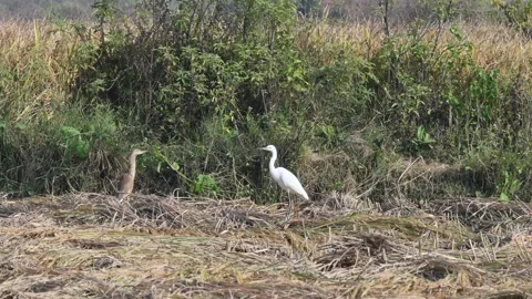 Great egret or Ardea alba in the rice field. Видео 327768015