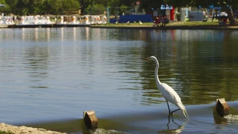 Great Egret at park lake Stock Footage 249792836