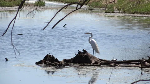 Great Egret Perched on a log with Turtles then flies off Video stock 49621335