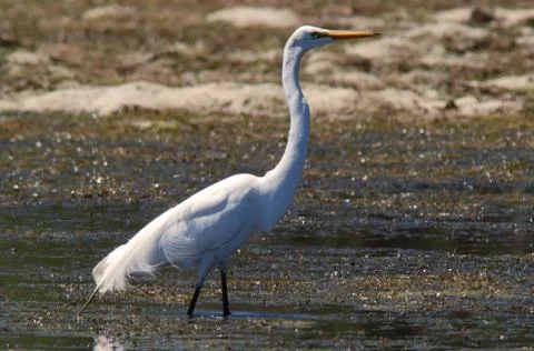 Great egret Stock Photos