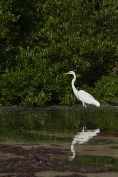 Great egret Foto stock