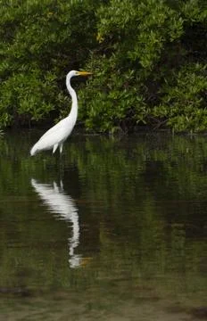 Great egret Stock Photos