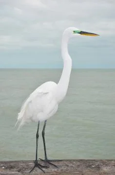Great egret Stock Photos