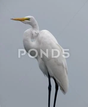 Great egret Stock Photos