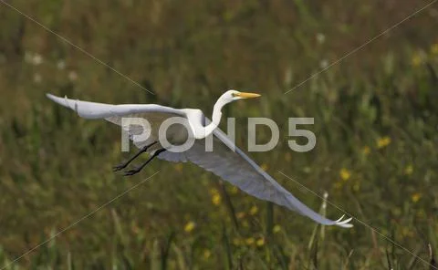 Great egret Stock Photos