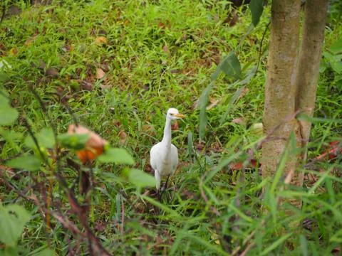Great egret Stock Photos