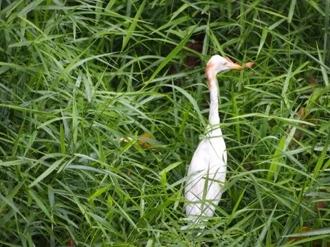 Great egret Stock Photos