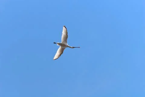 Great egret Stock Photos
