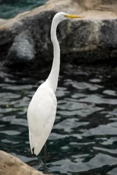 Great egret Stock Photos