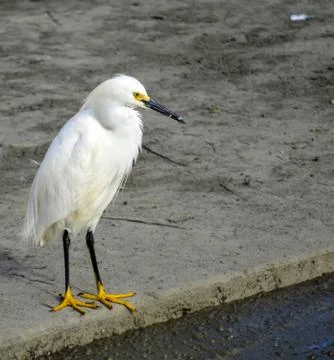 Great Egret Stock Photos
