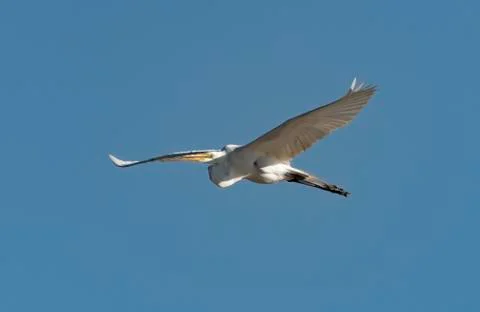 Great egret Stock Photos