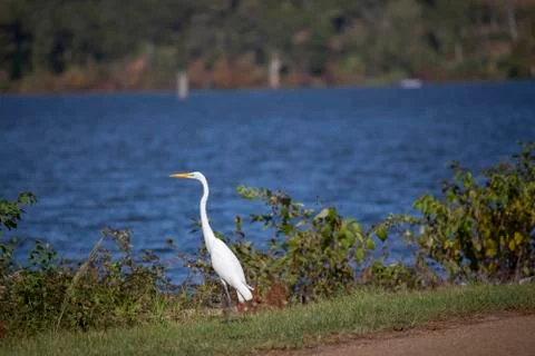 Great Egret Stock Photos