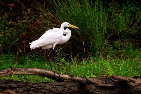 Great egret Stock Photos