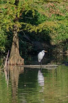 Great Egret Foto stock