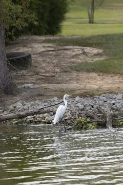 Great Egret Foto stock