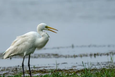 Great Egret Stock Photos