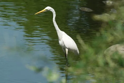 The great egret Stock Photos