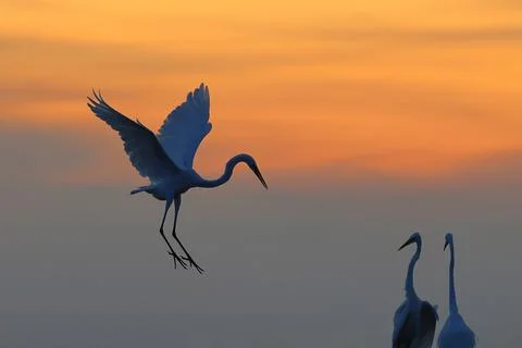 Great Egret Stock Photos